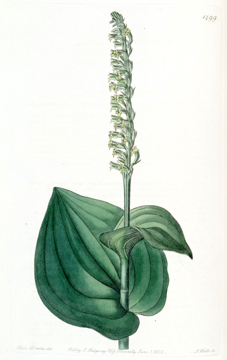 Gennaria diphylla by Miss Drake