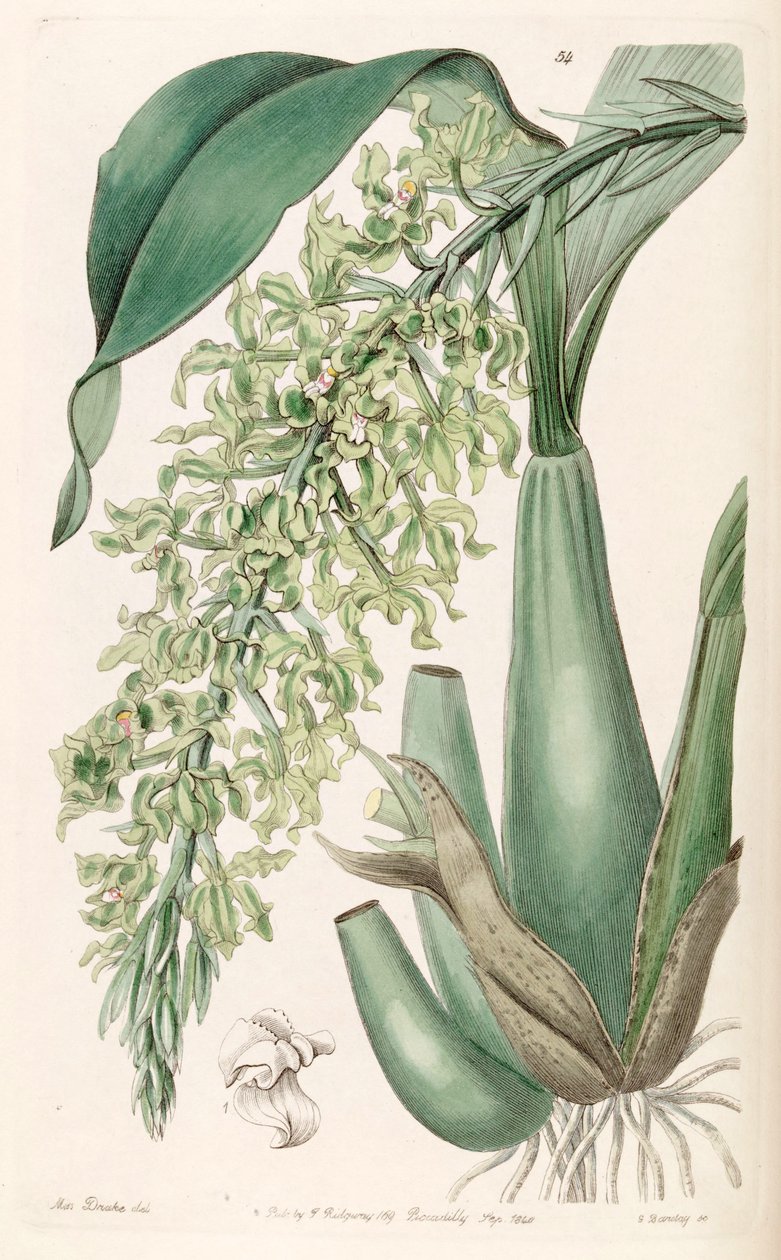 Gomesa crispa by Miss Drake