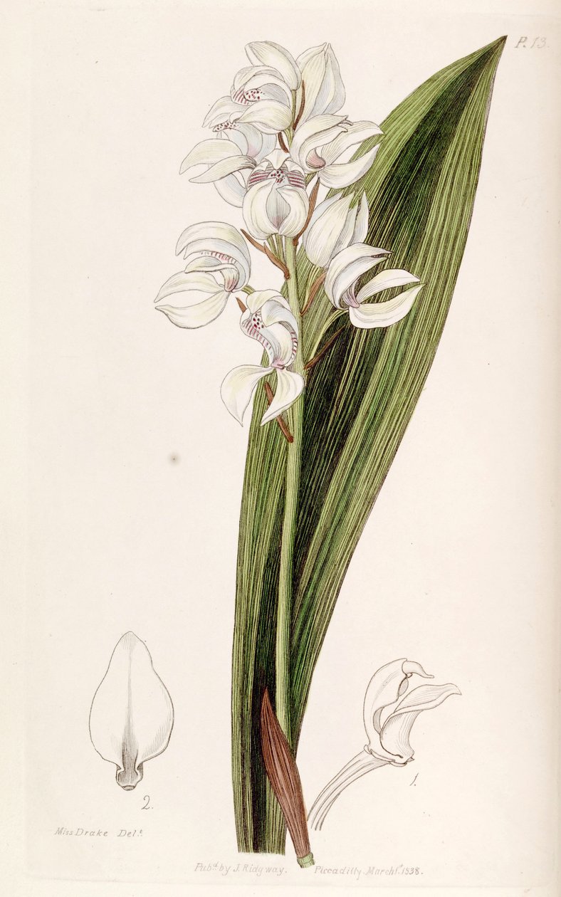 Govenia liliacea by Miss Drake