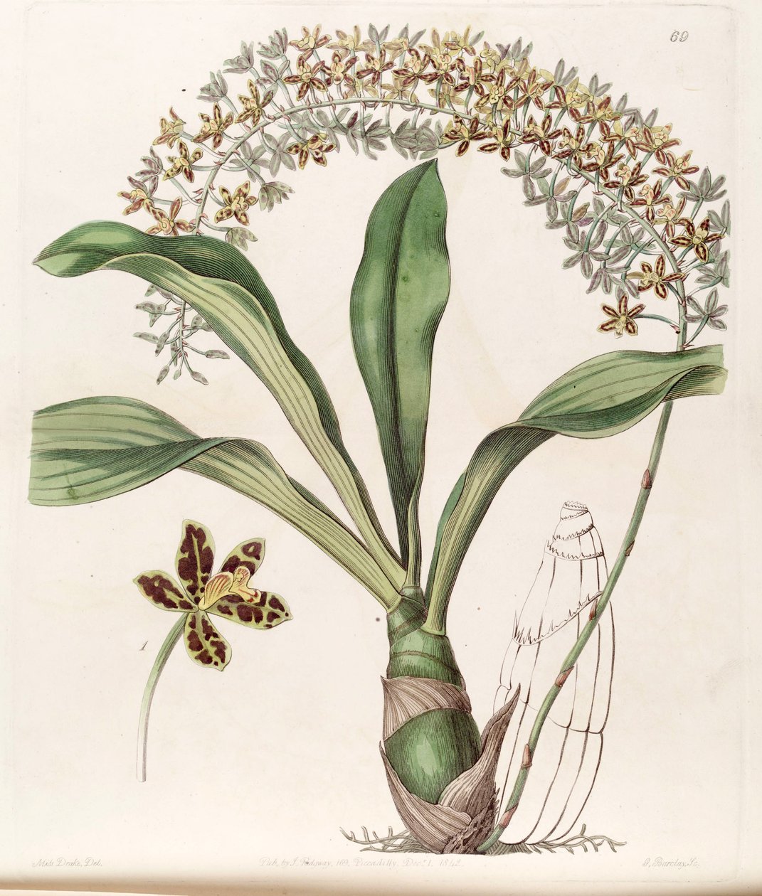 Illustration of Grammatophyllum scriptum var. scriptum (as syn. Grammatophyllum multiflorum var. tigrinum) by Miss Drake