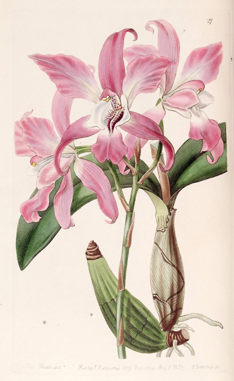 Laelia autumnalis by Miss Drake