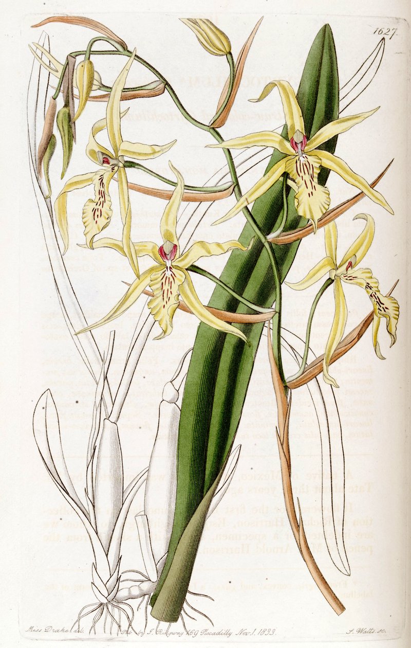 Miltonia flavescens by Miss Drake