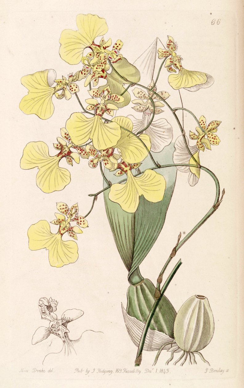 Oncidium bicolor by Miss Drake