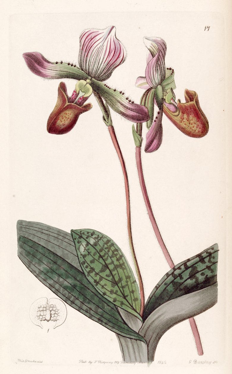 Paphiopedilum barbatum by Miss Drake