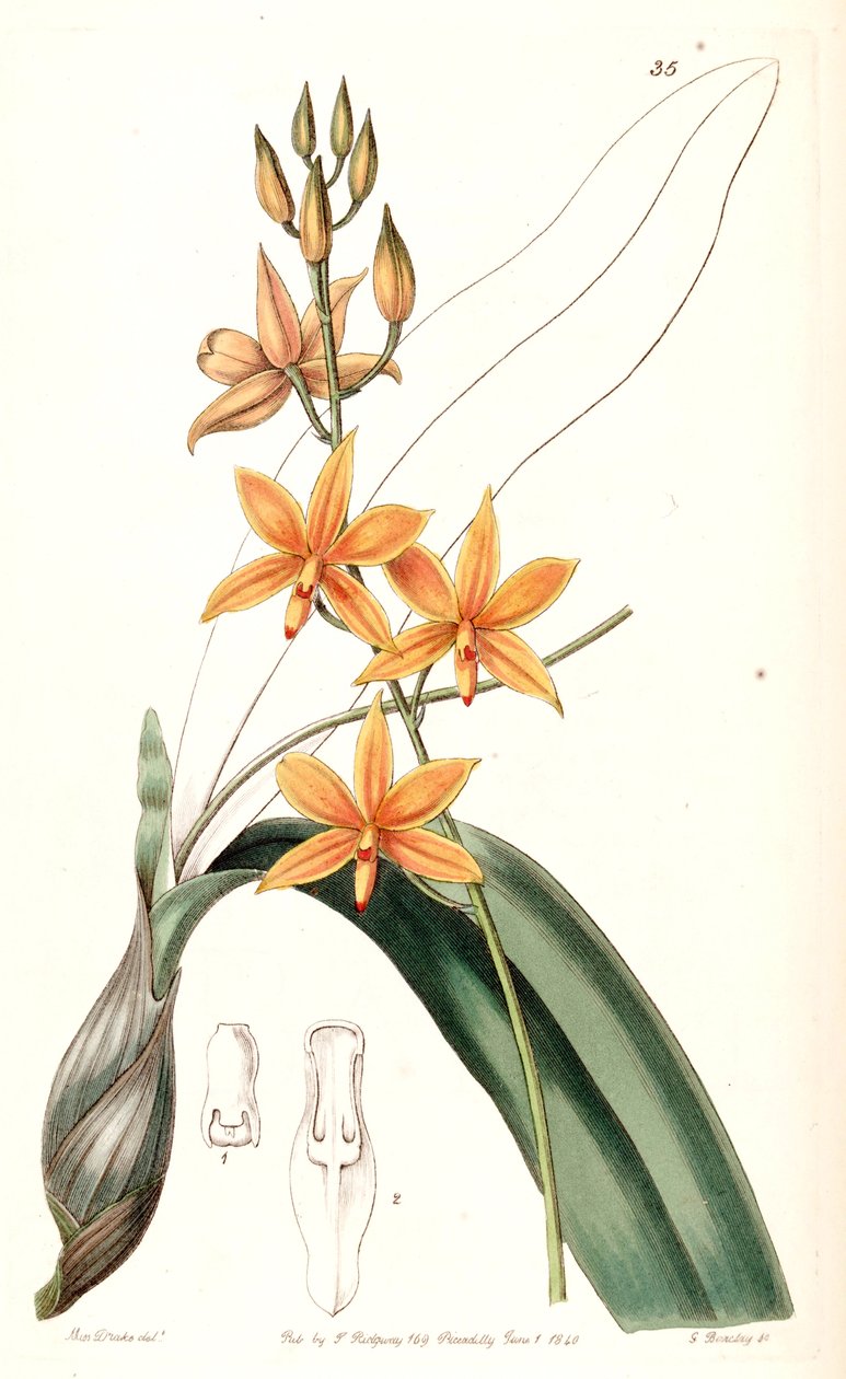Prosthechea vitellina by Miss Drake