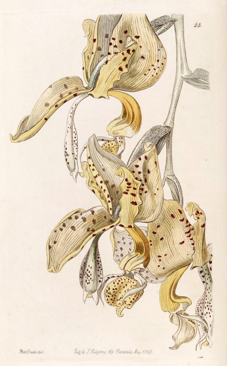 Stanhopea oculata by Miss Drake