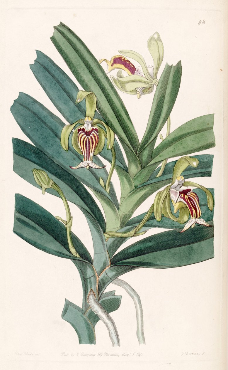 Vanda cristata by Miss Drake