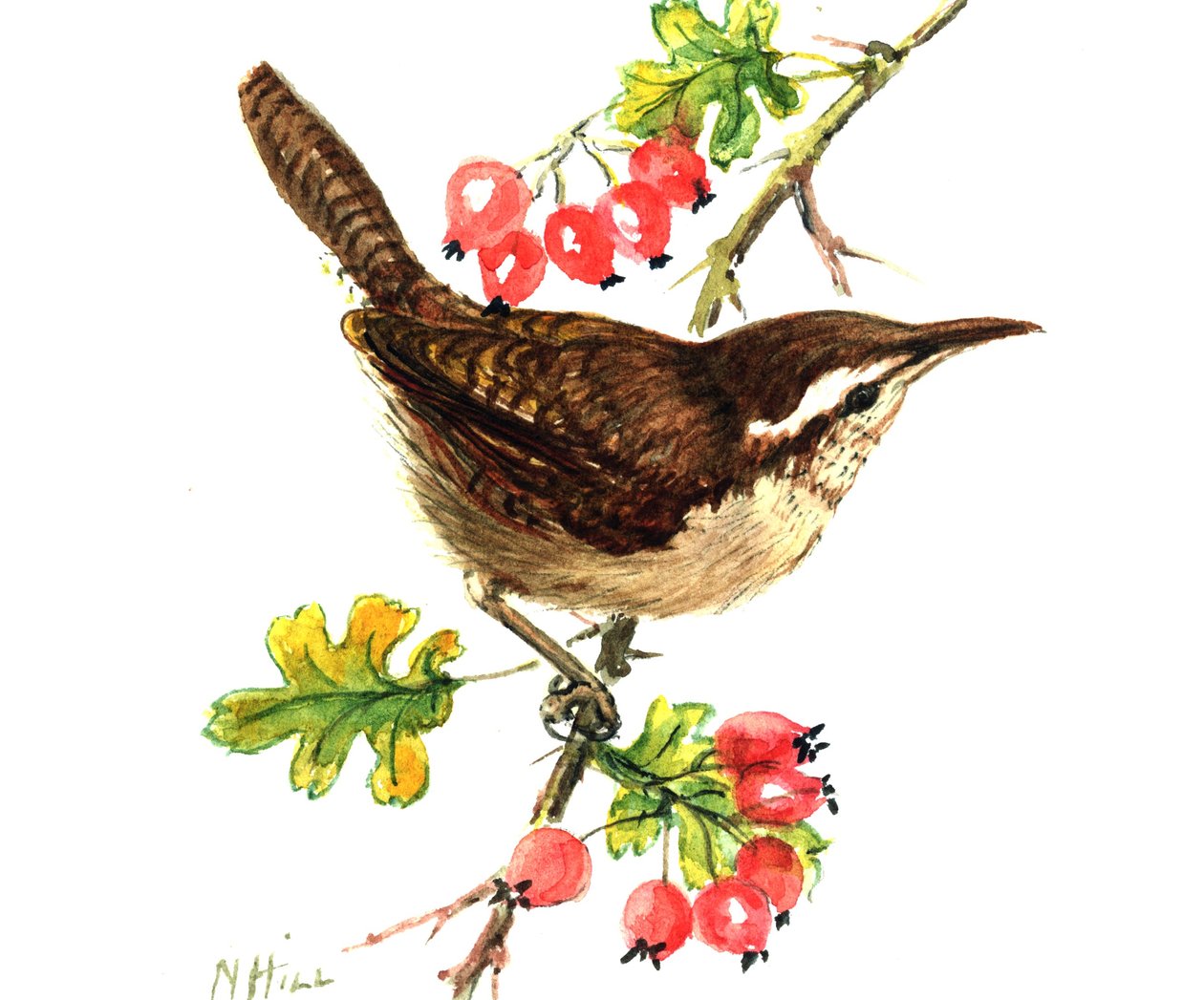 Wren and rosehips by Nell Hill