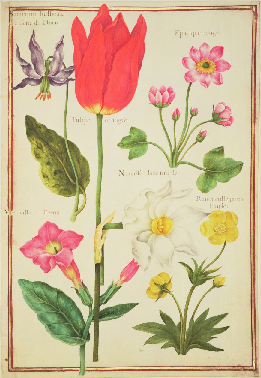 Flower Studies by Nicolas Robert