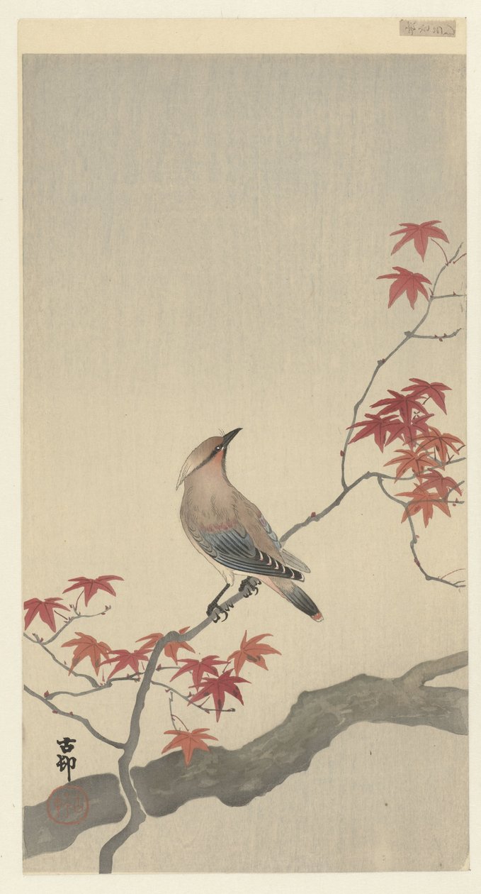 Japanese Waxwing on Maple by Ohara Koson