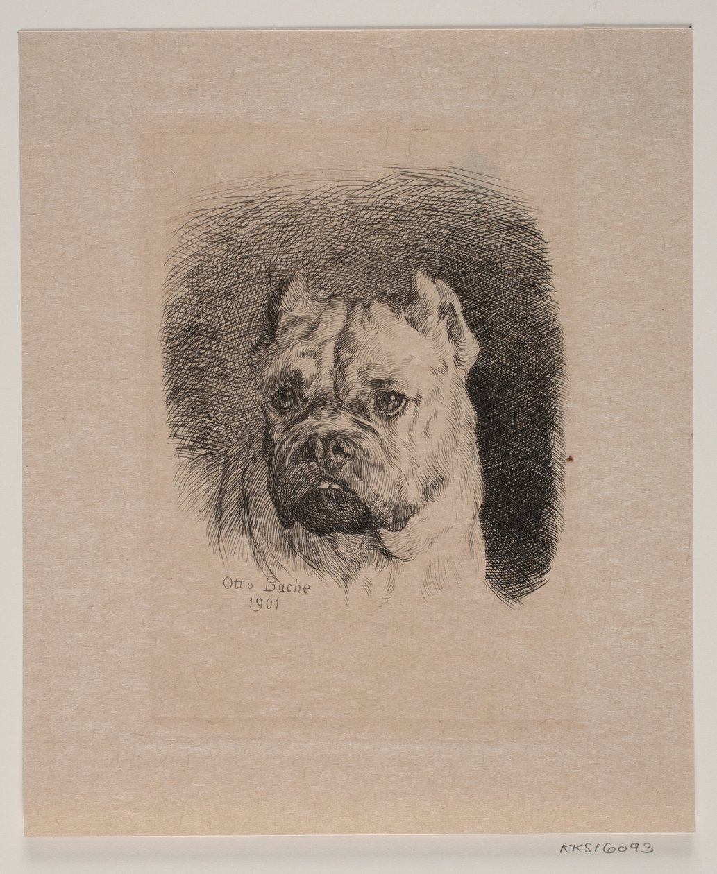A Dog