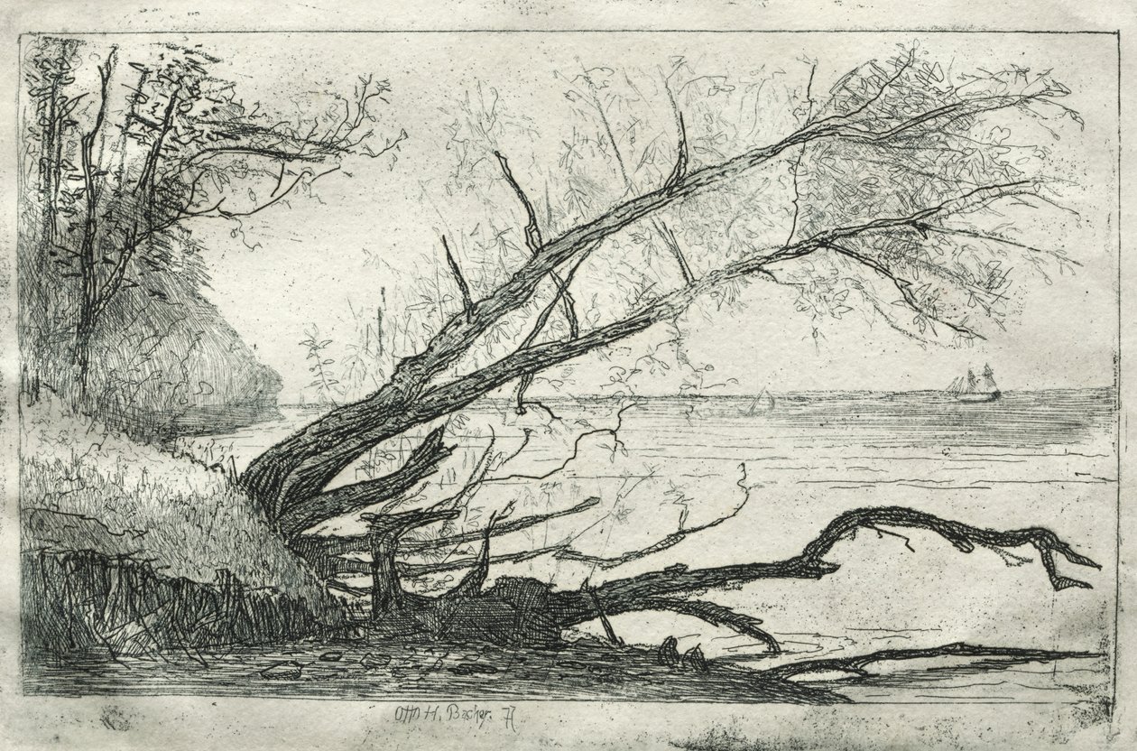 Old Sycamore by Otto H. Bacher