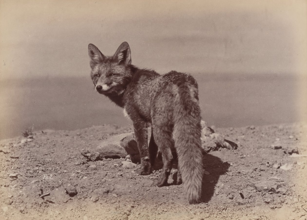 Fox by Ottomar Anschütz