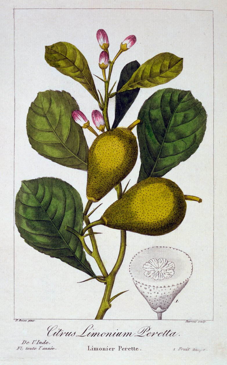 Peretta Lemon by Panacre Bessa