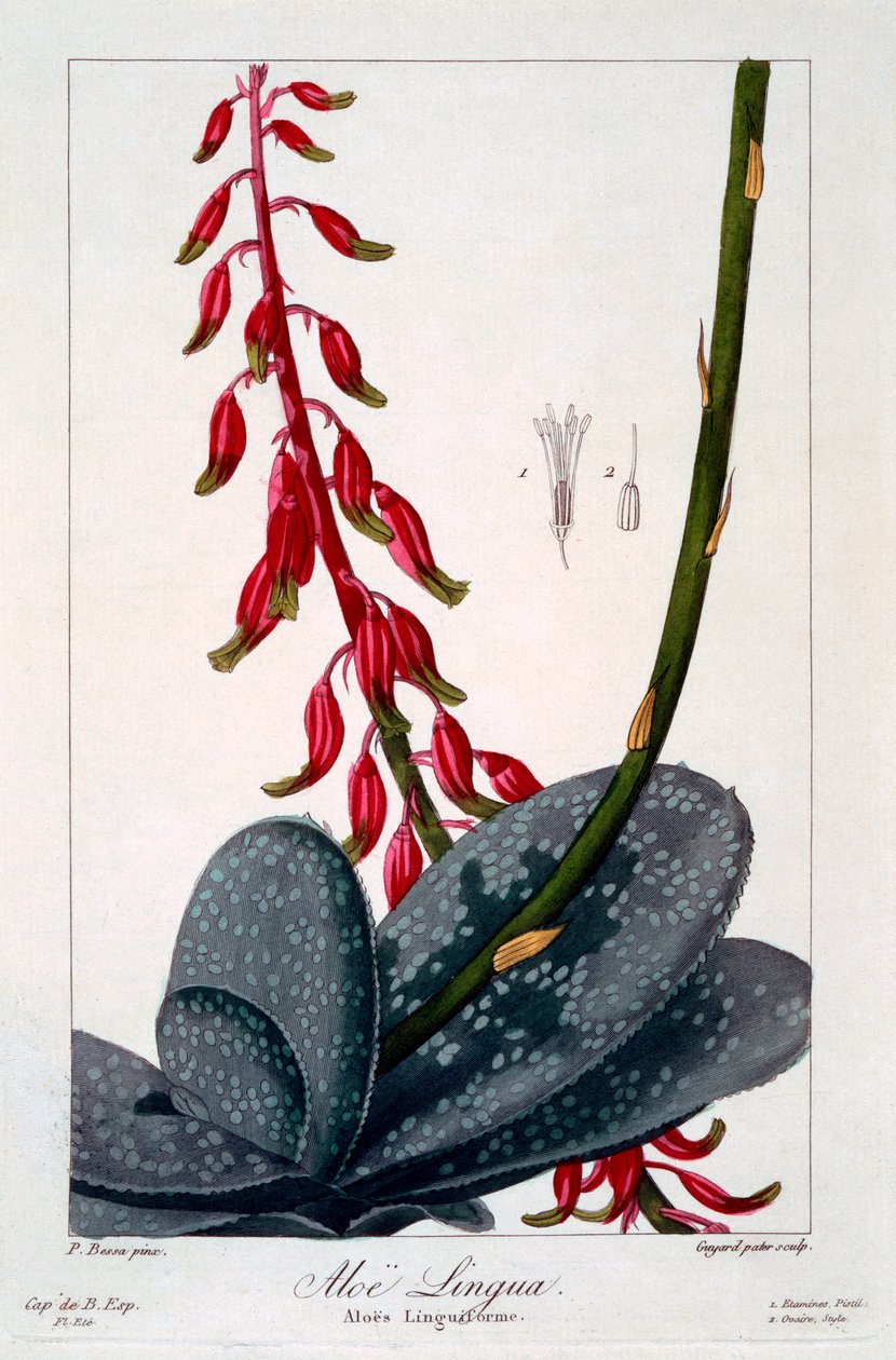 Aloe Lingua, 1836 by Pancrace Bessa