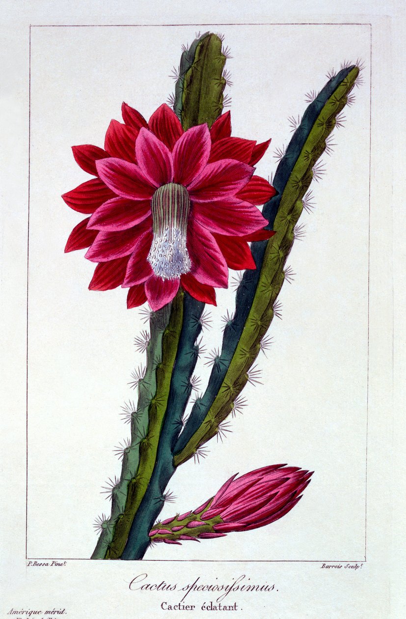 Cactus, 1836 by Pancrace Bessa