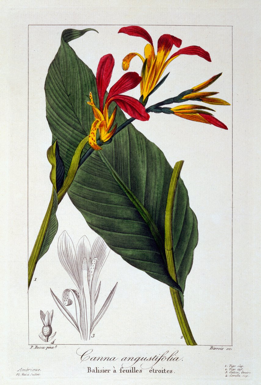 Canna or Indian Shot Flower, 1836 by Pancrace Bessa