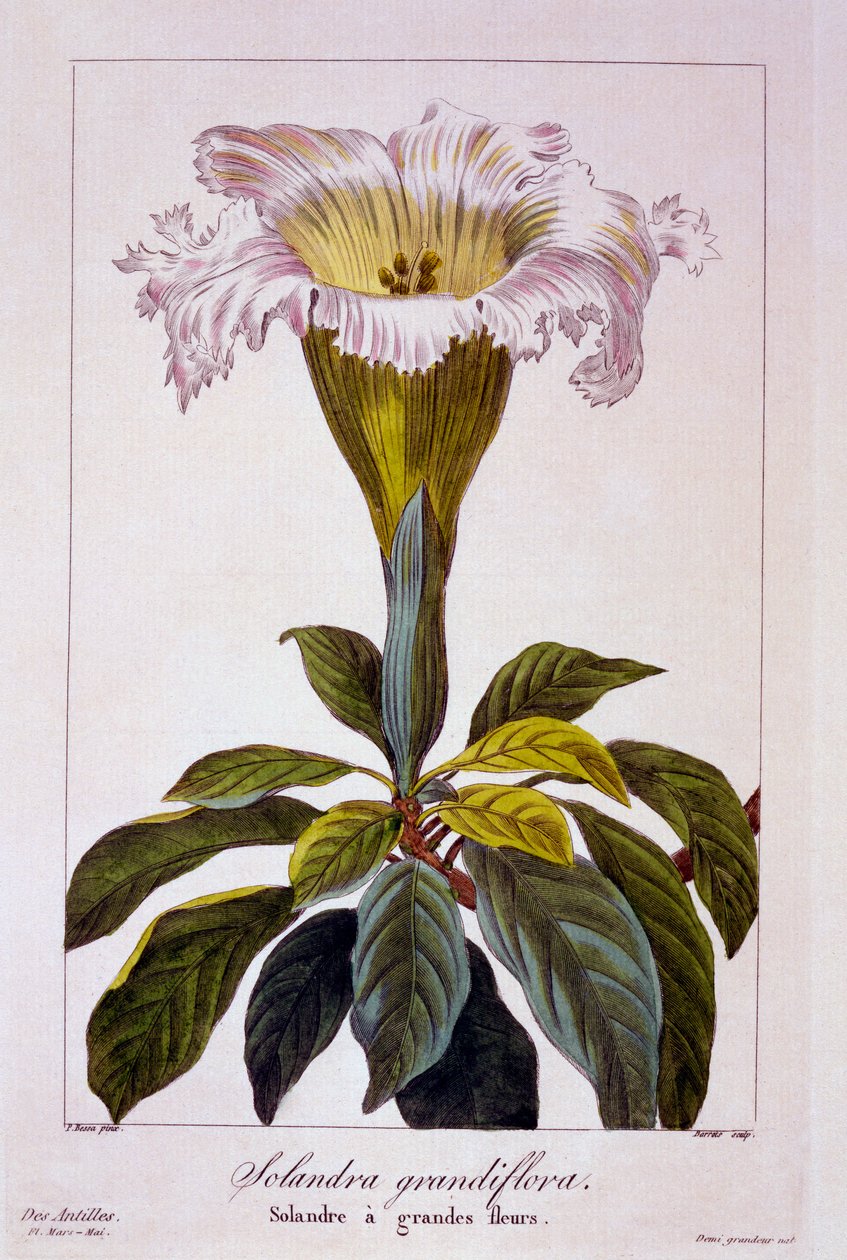 Chalice Vine by Pancrace Bessa