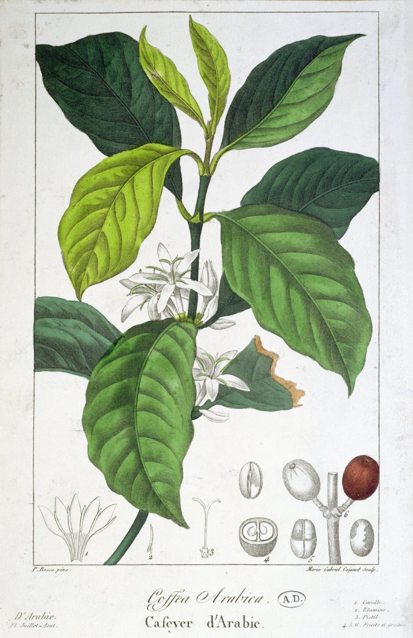 Coffea Arabica (Coffee) Engraved by Maria Gabriel Cogniet by Pancrace Bessa