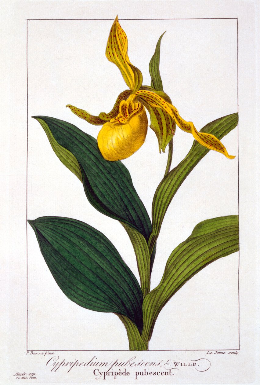 Cypripedium, 1836 by Pancrace Bessa