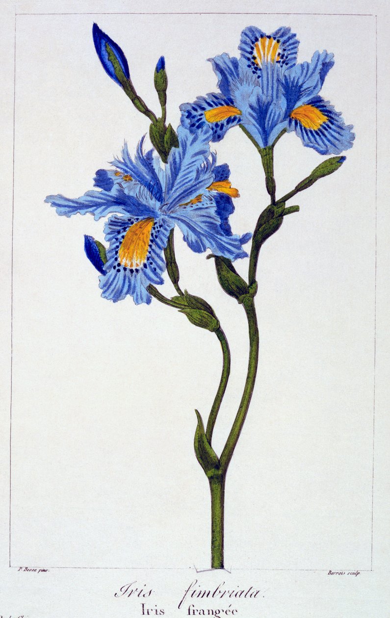 Fringed Iris, 1836 by Pancrace Bessa