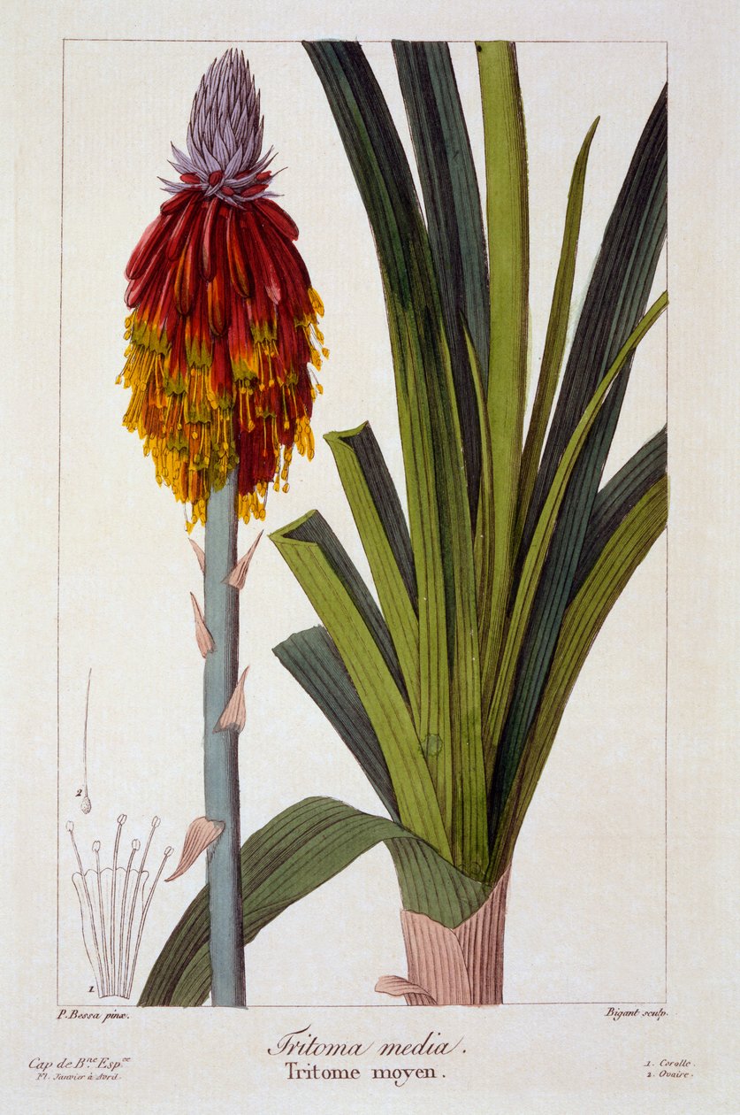 Kniphofia by Pancrace Bessa