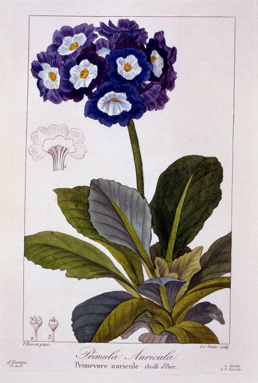 Primula auricula, 1836 by Pancrace Bessa