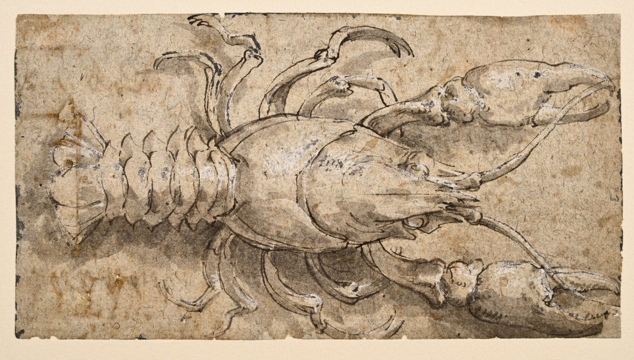 Crayfish by Parmigianino