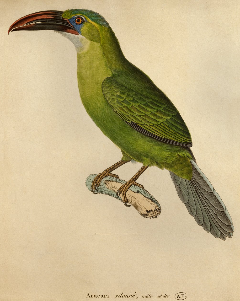 Toucan by Paul Louis Oudart