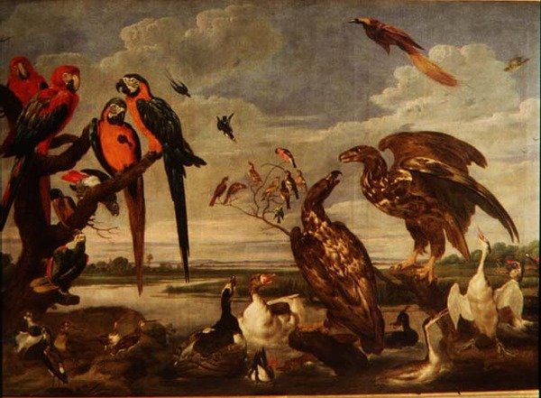 Variety of Birds by Paul De Vos