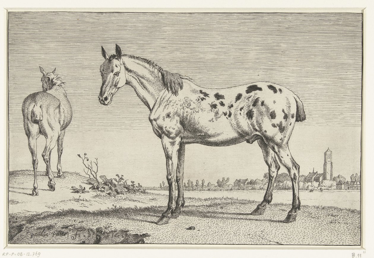 The Cropped Horse by Paulus Potter