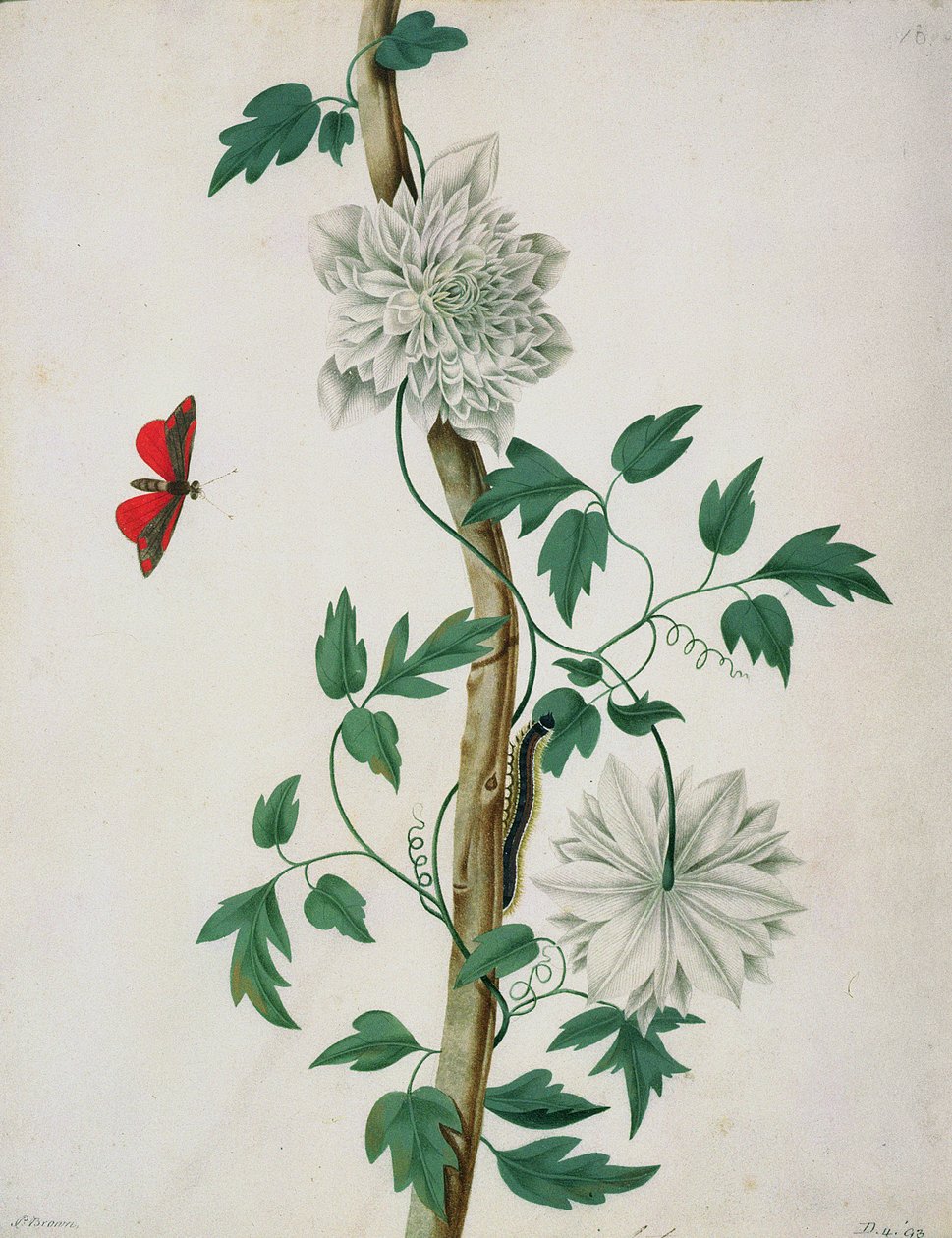 Flower Studies, 18th Century by Peter Brown