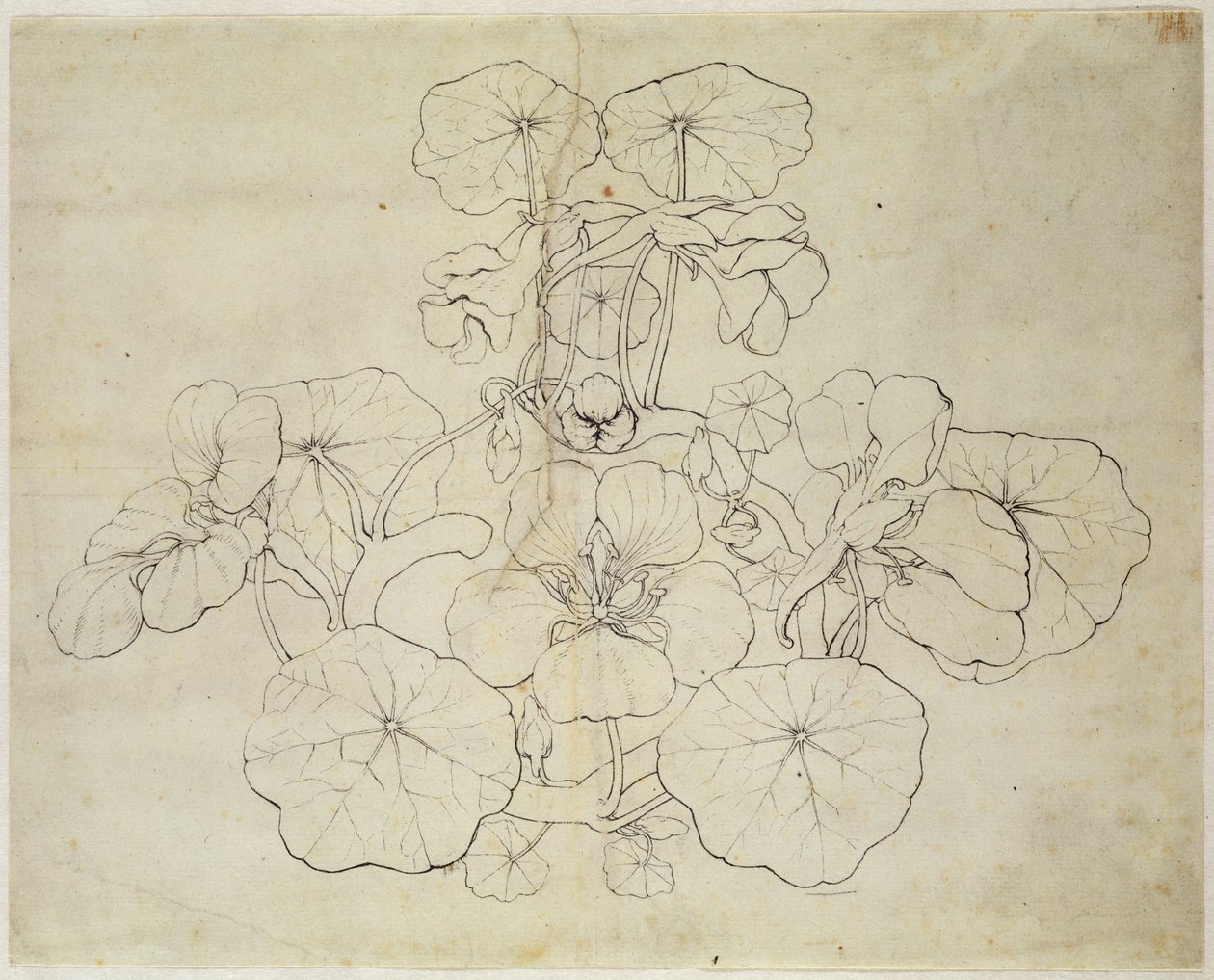 Cress by Philipp Otto Runge