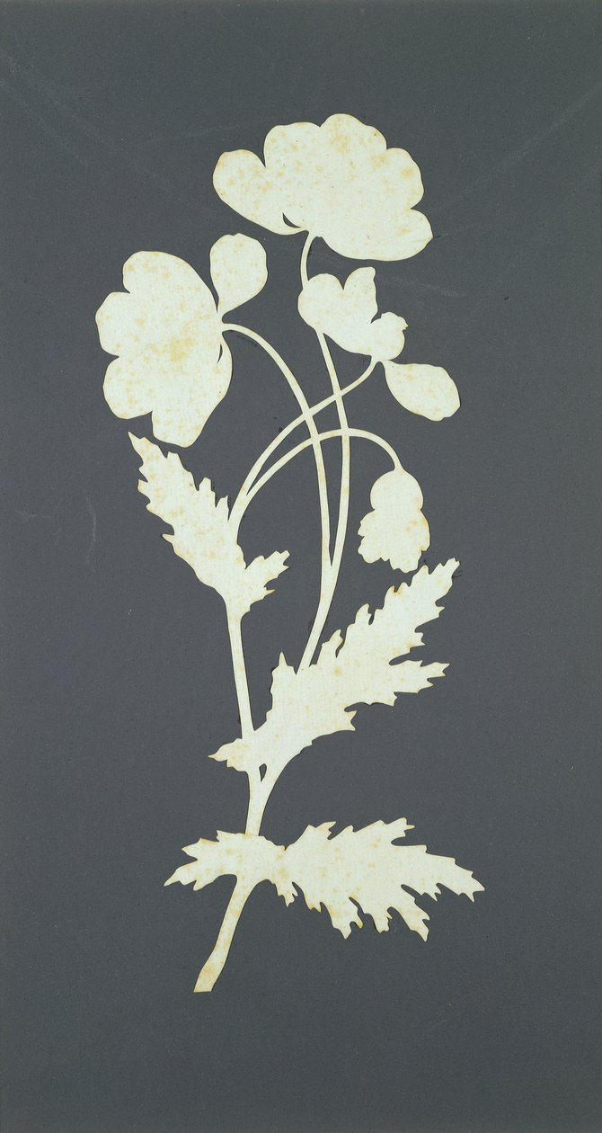 Flower by Philipp Otto Runge