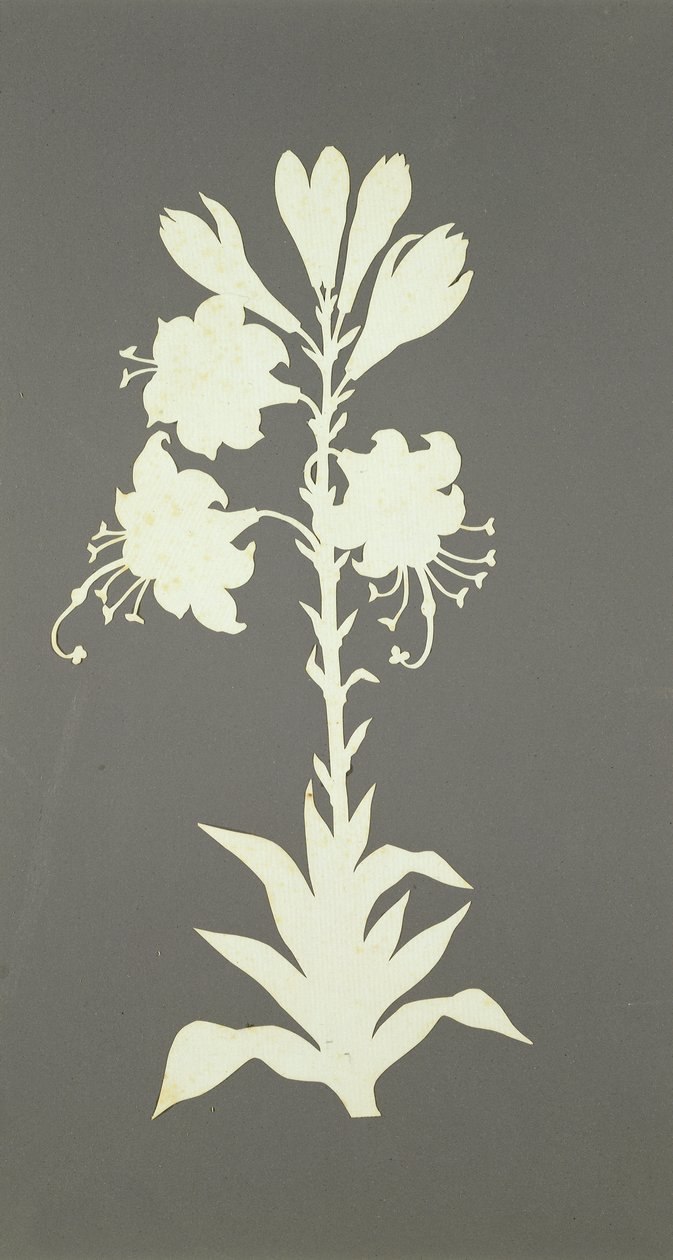 Flower by Philipp Otto Runge
