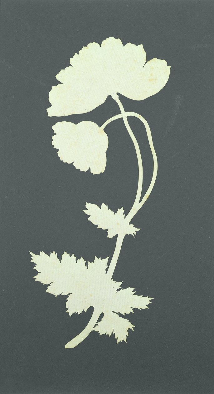 Poppy by Philipp Otto Runge