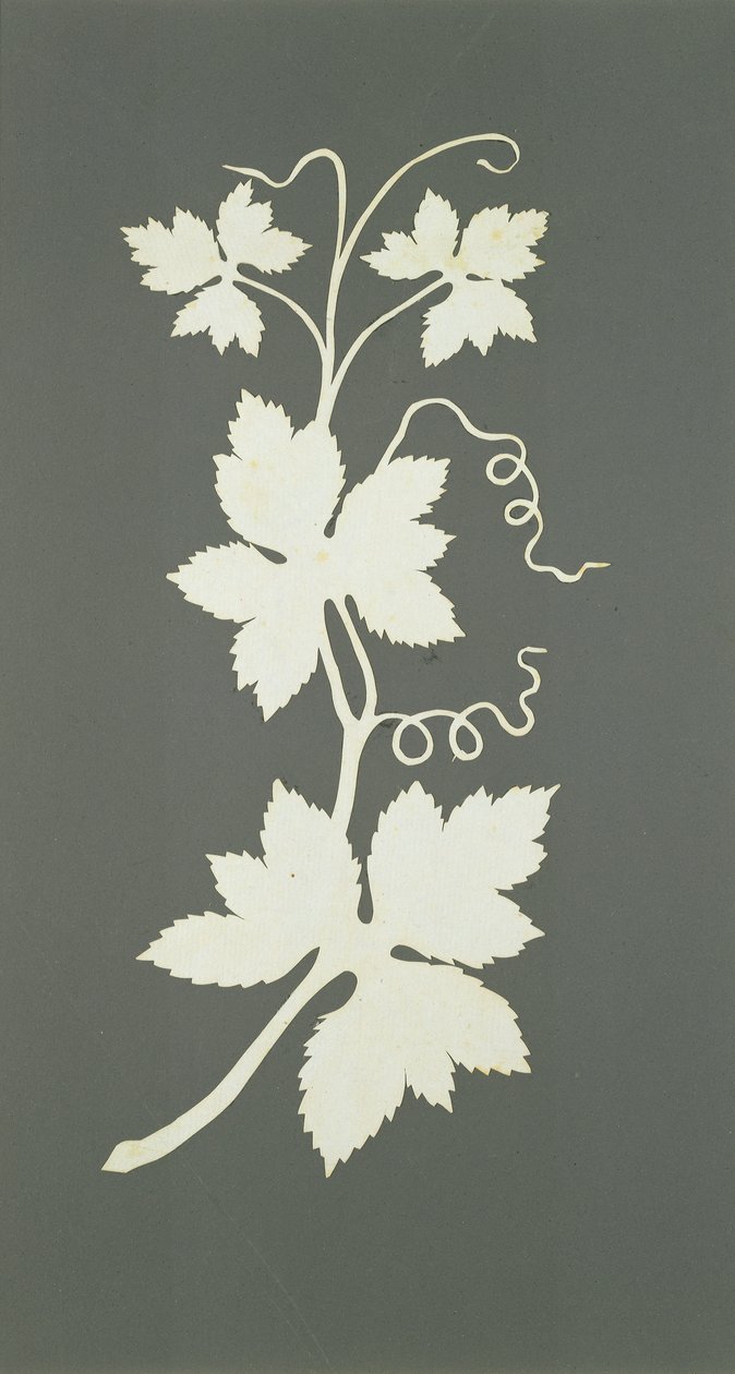 Hop plant by Philipp Otto Runge
