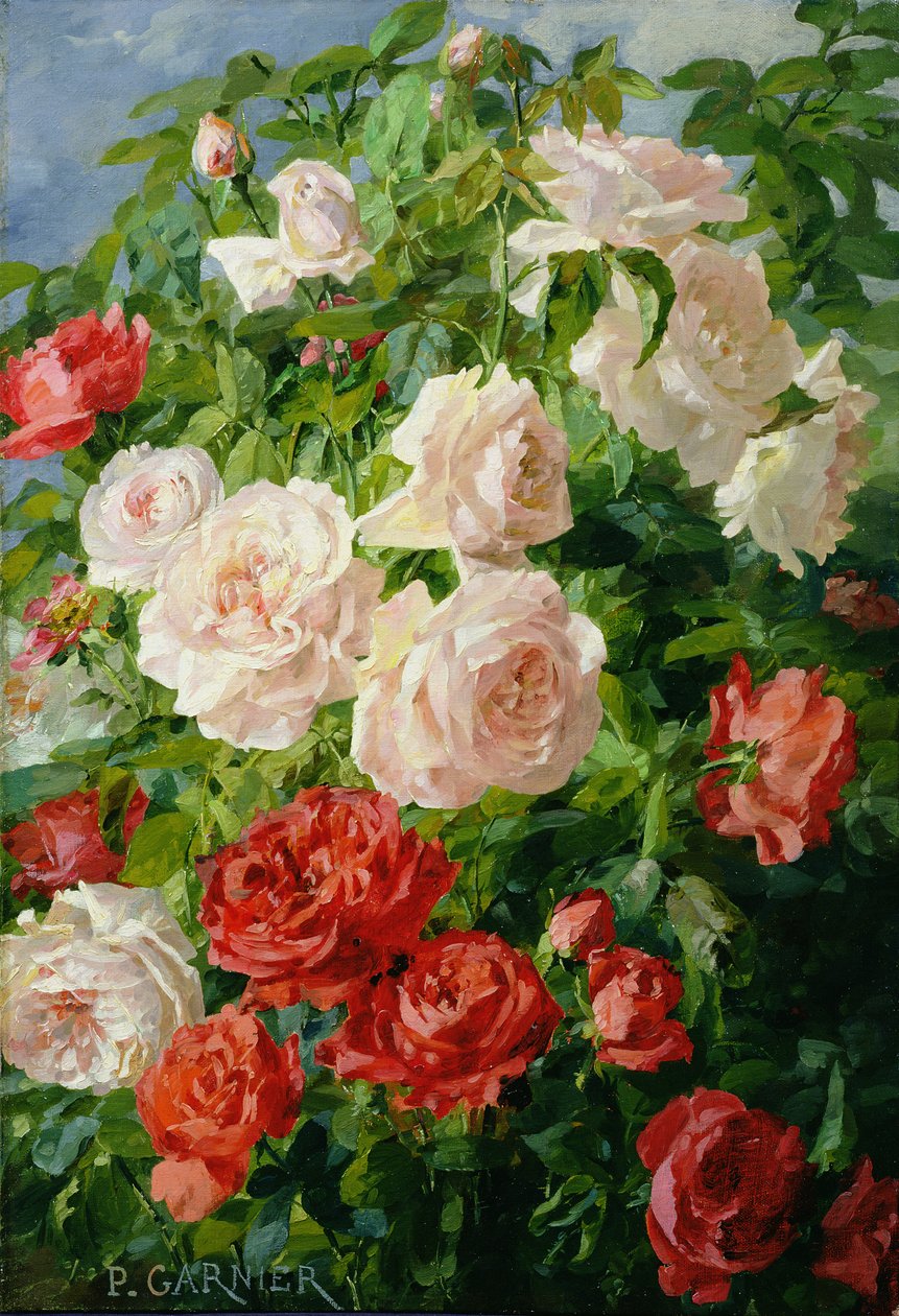 Pink Roses by Pierre Garnier