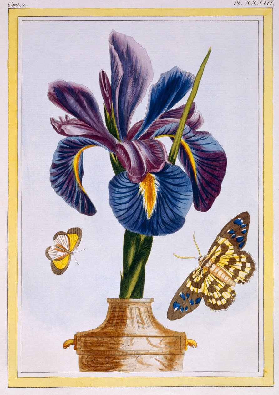 Common Iris with Butterflies, c.1776 by Pierre Joseph Buchoz