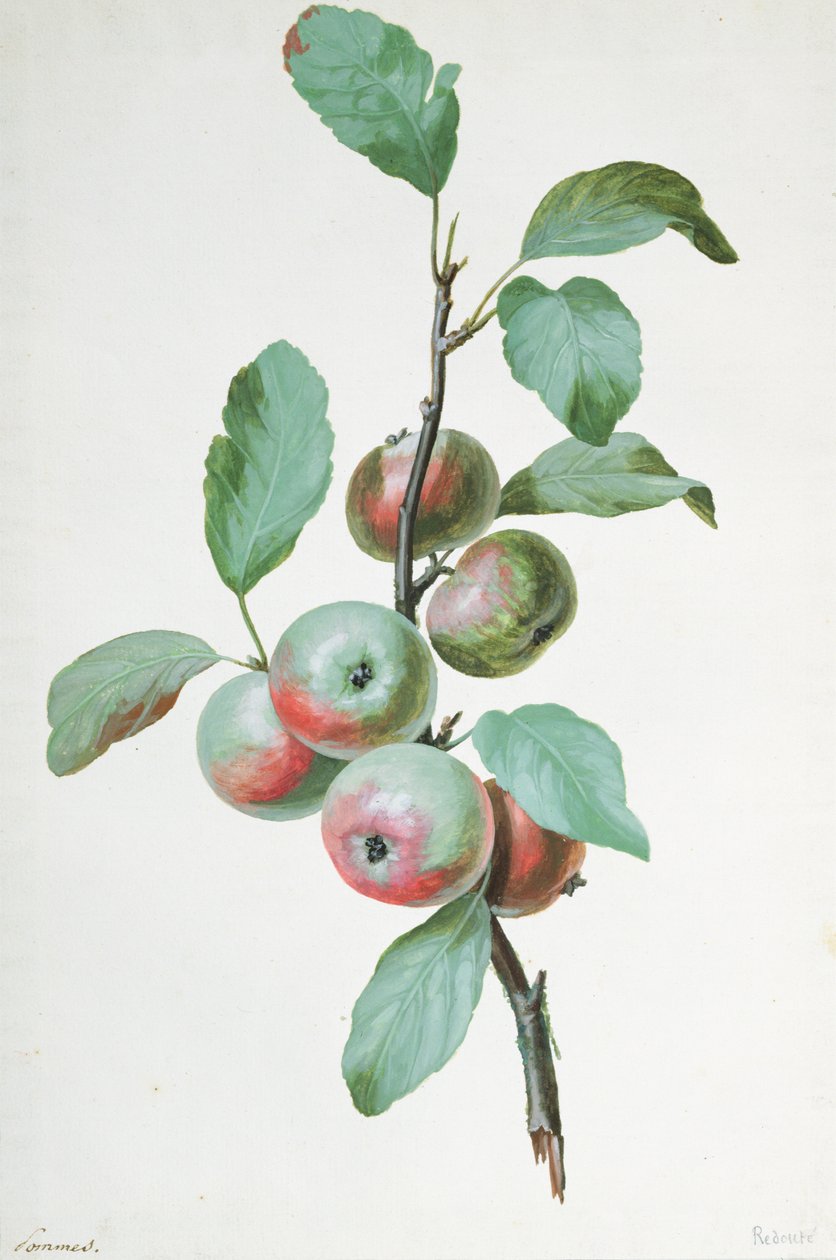 Apples by Pierre Joseph Redouté