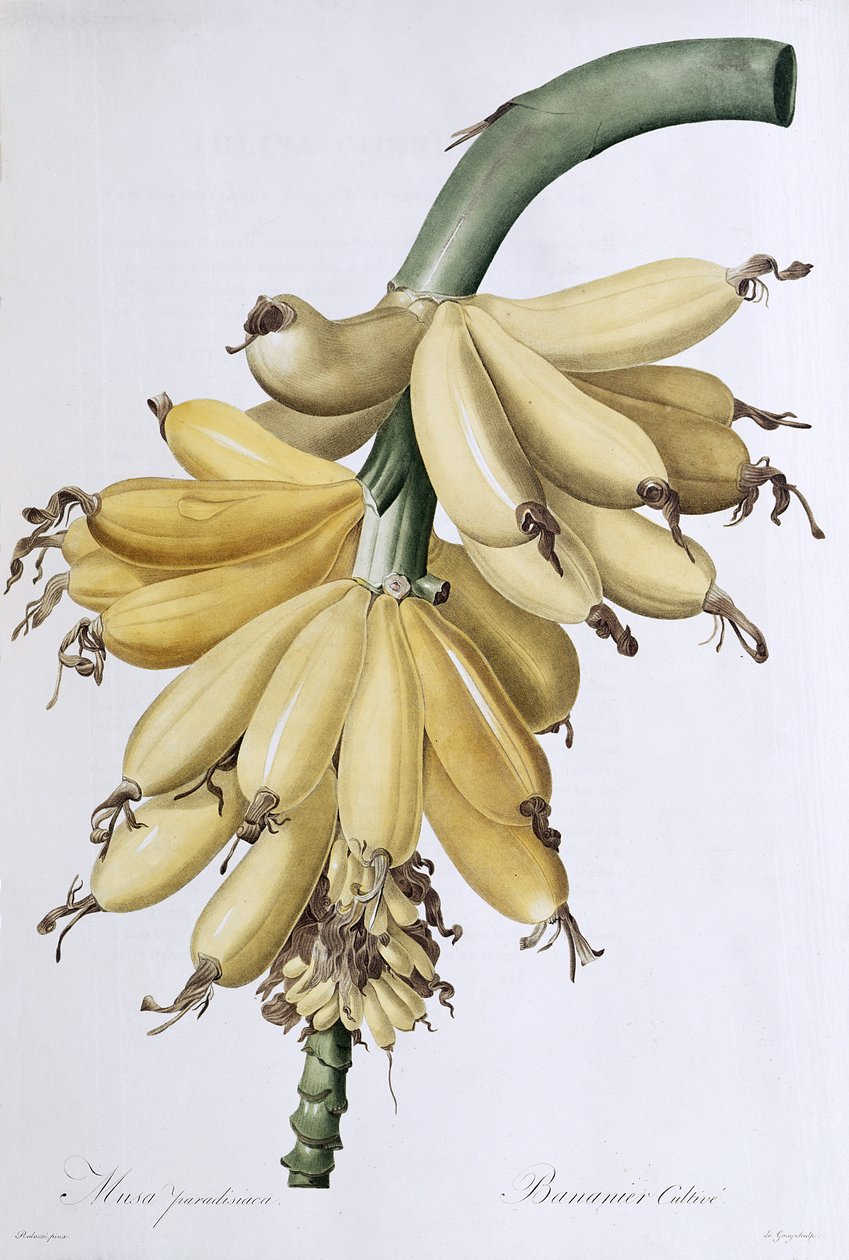 Banana by Pierre Joseph Redouté