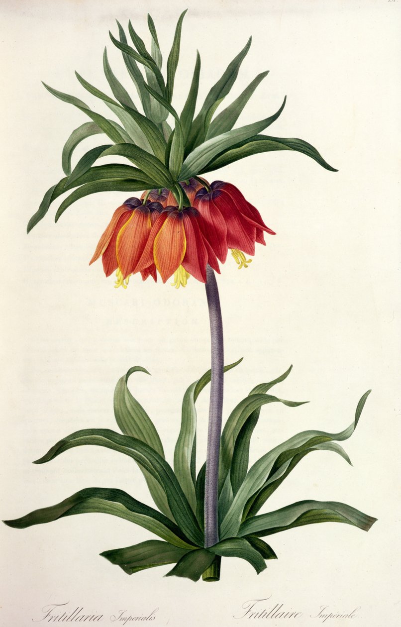 Fritillaria Imperialis from 