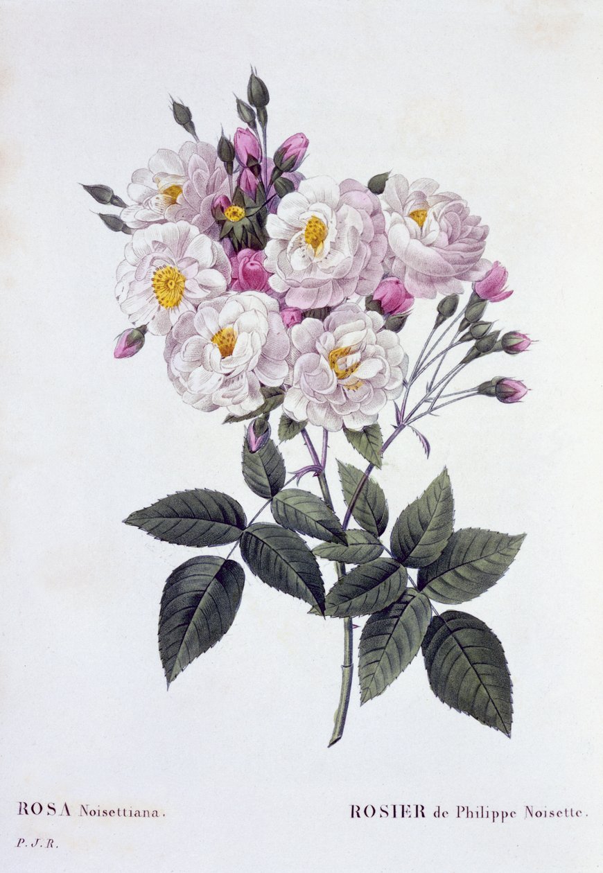 Rosa Noisettiana, published 1824-26 by Pierre Joseph Redouté