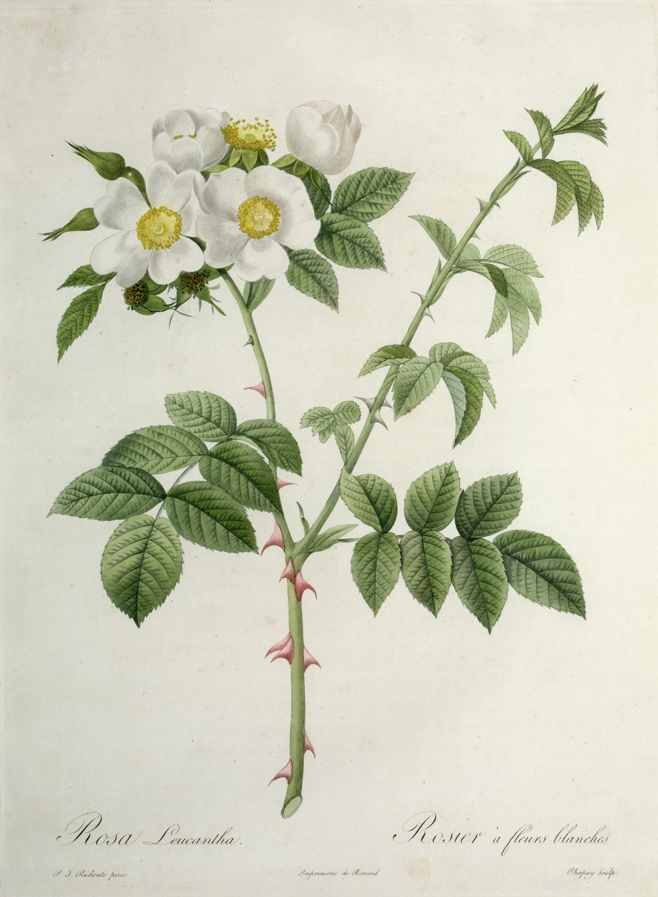 Rosa Leucantha, engraved by Chapuy, published by Remond by Pierre Joseph Redouté