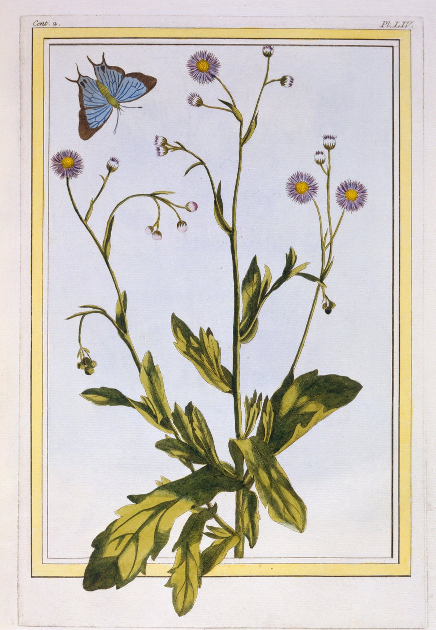 The Canadian Fleabane, c.1776 (hand-coloured engraving) by Pierre Joseph Buchoz