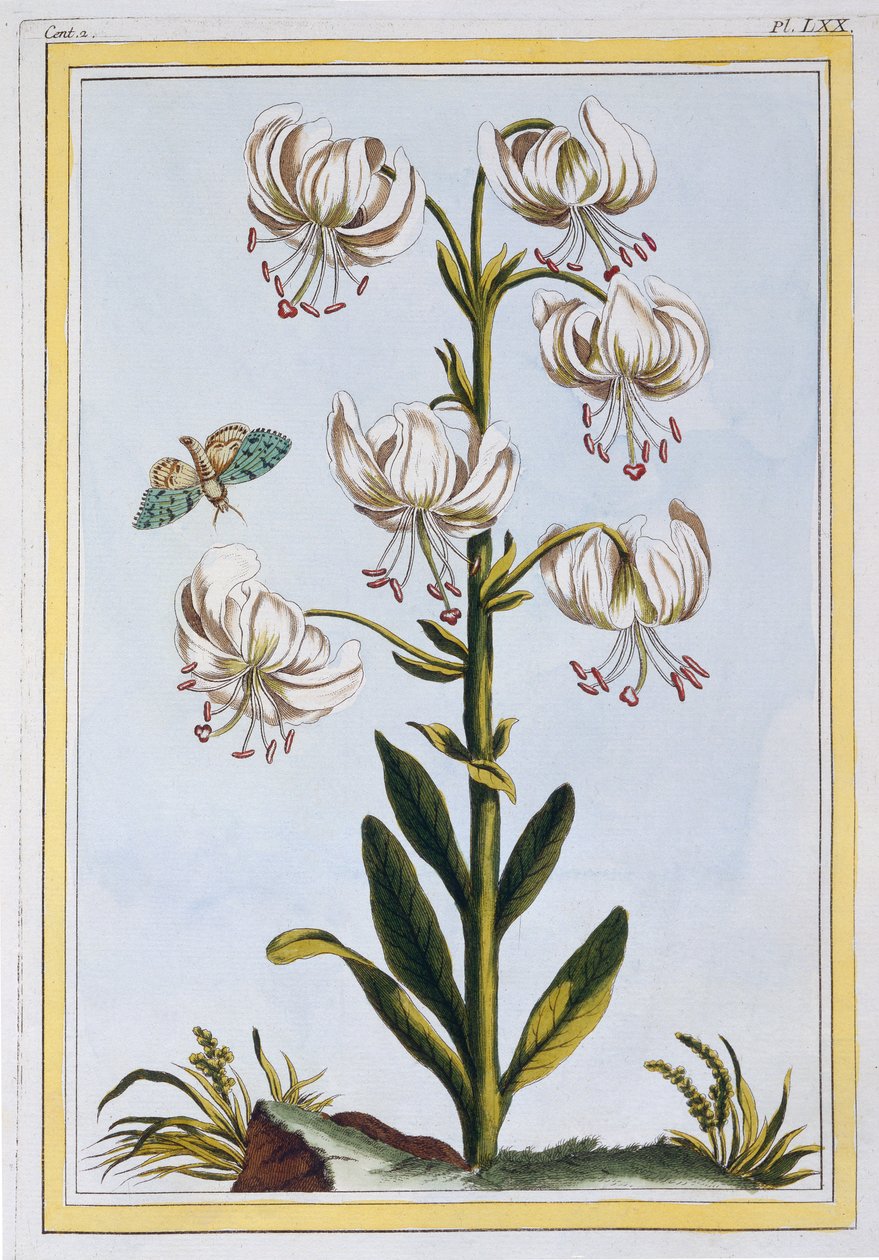 Turkscap Lily prob L. Martagan, Var: Album by Pierre Joseph Buchoz