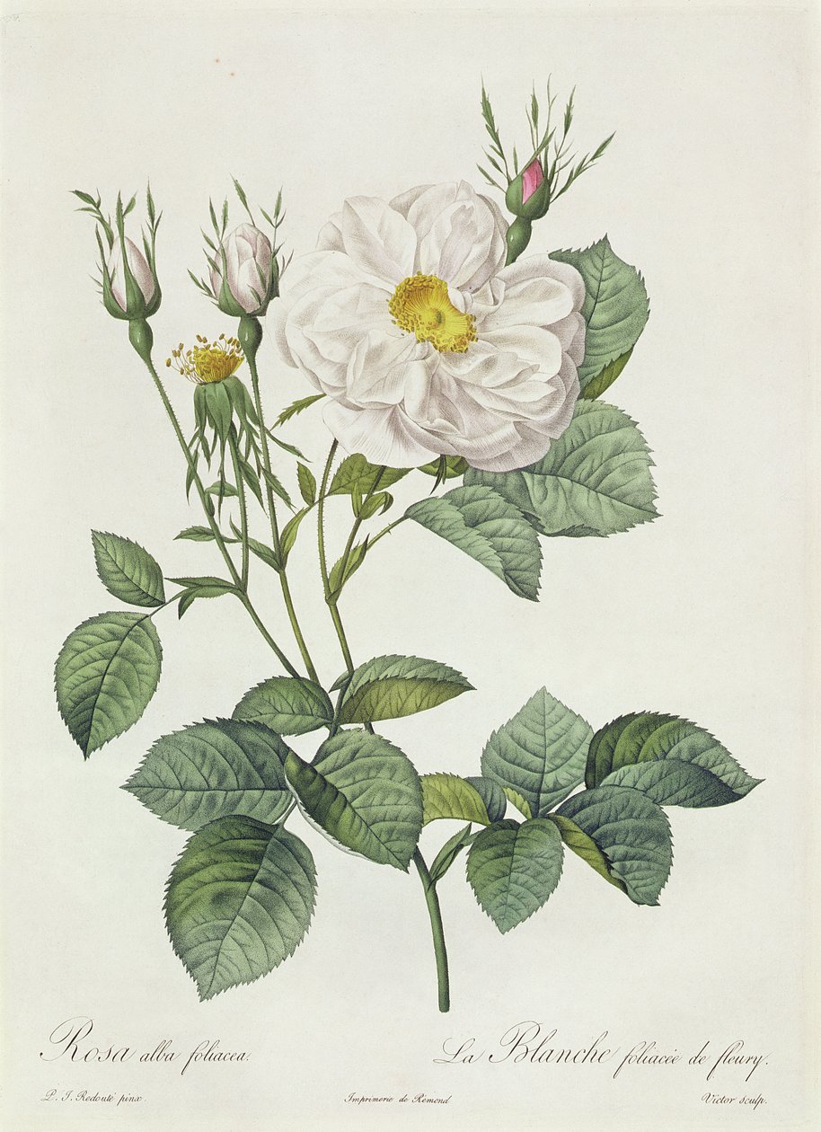 Rosa Alba Foliacea by Pierre Joseph Redouté