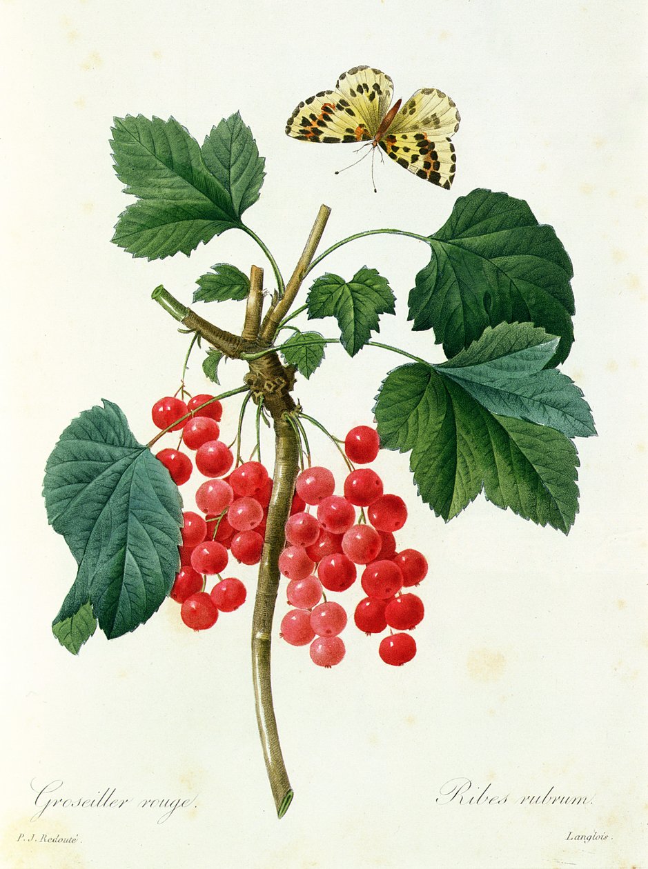 Redcurrants by Pierre Joseph Redouté