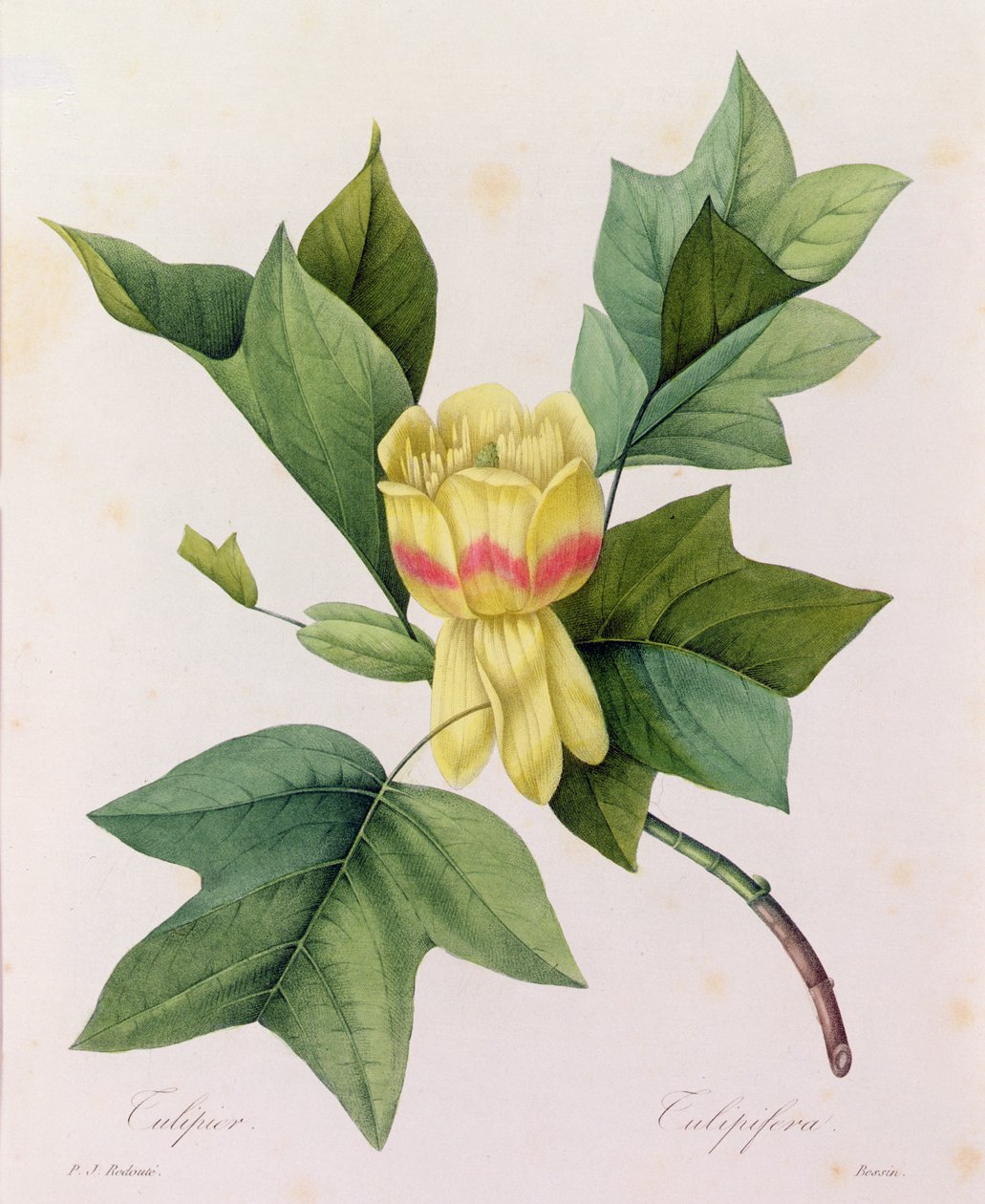 Tulipifera by Pierre Joseph Redouté