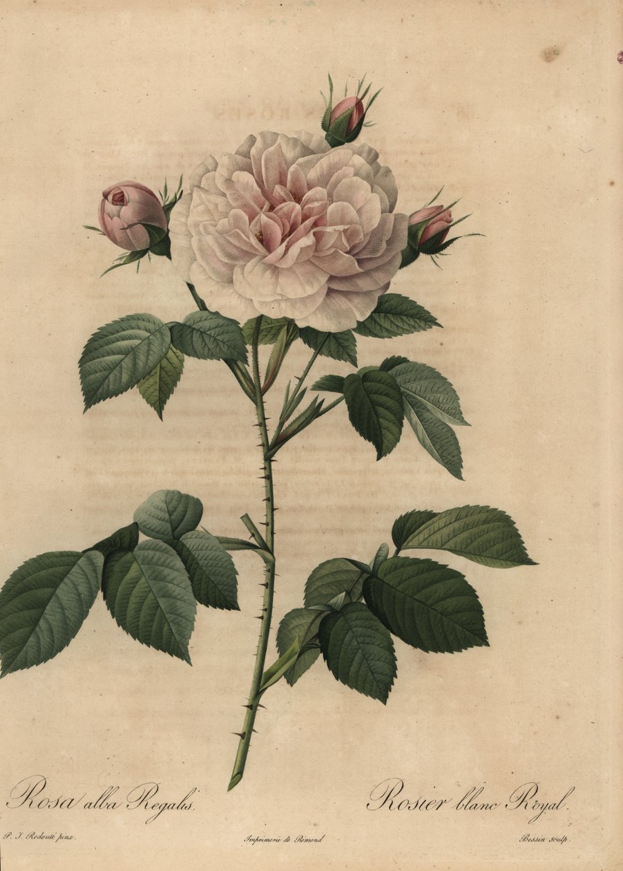 White rose hybrid Royal, Rosa alba by Pierre Joseph Redouté